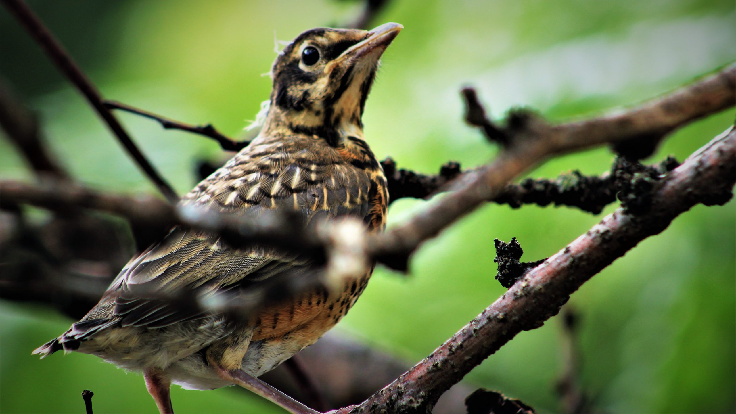 Bird perched on tree branch in natural setting, representing carefree trust in God's provision.