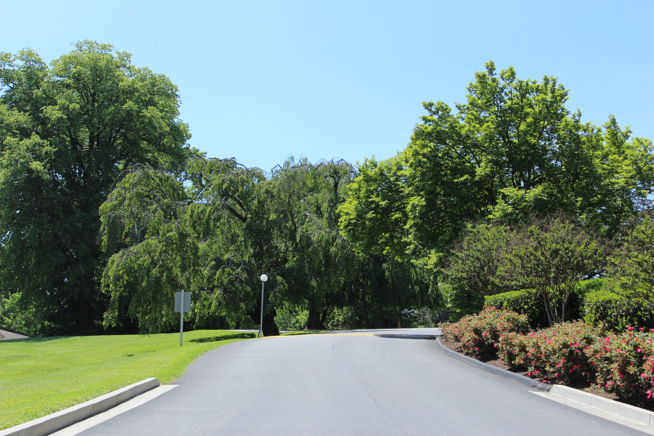Open summer road with speed bump and green trees, symbolizing life's journey and necessary pauses.