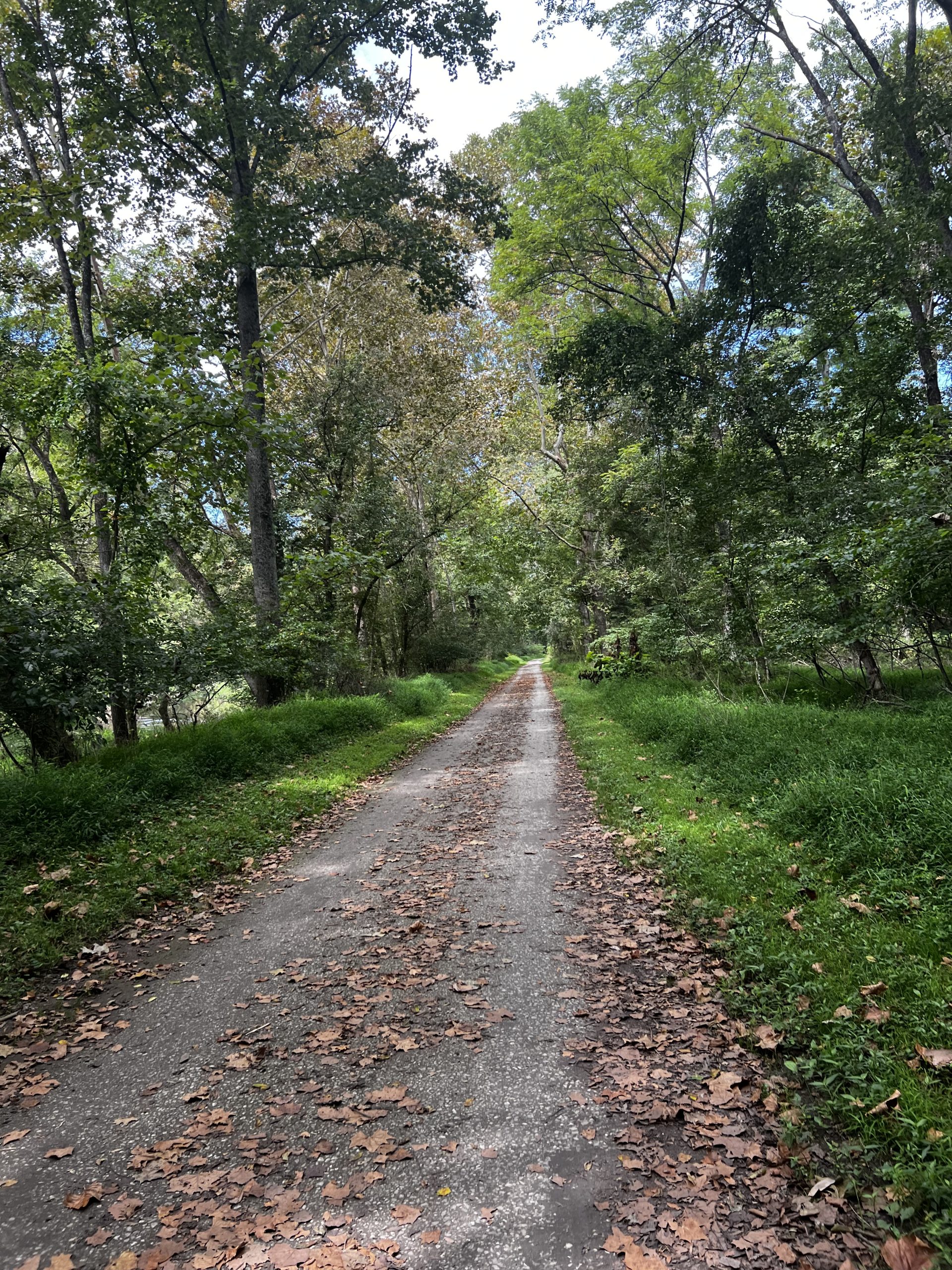 Peaceful forest trail with morning sunlight representing unhurried time with God