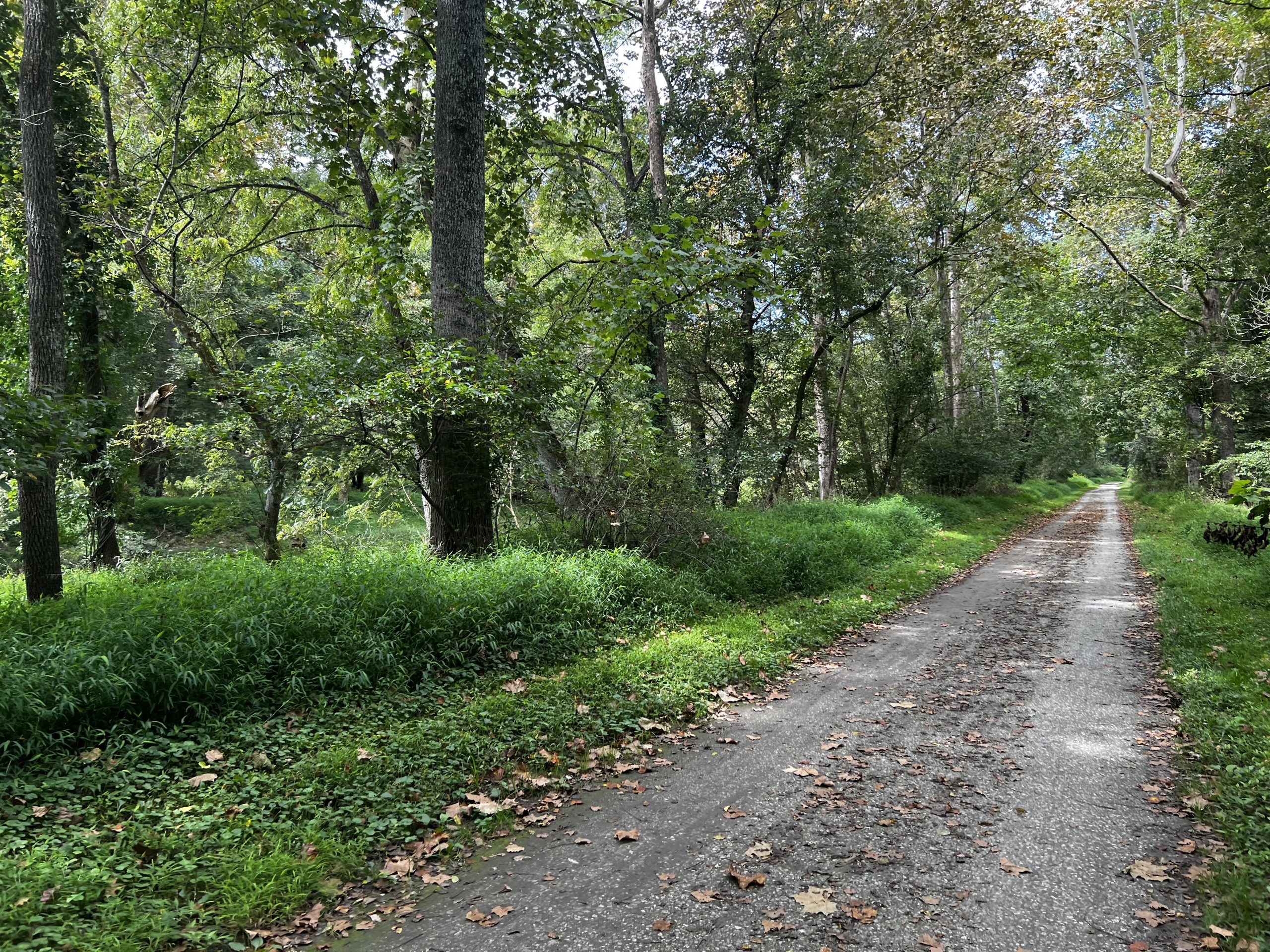 A paved trail surrounded by lush green trees and foliage.